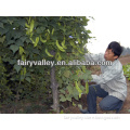Chinese Hybrid Vegetable Seed Goa Bean Vine Seeds/Winged Bean Seeds/Winged Pea Seeds For Sale